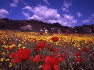  Poppy field 